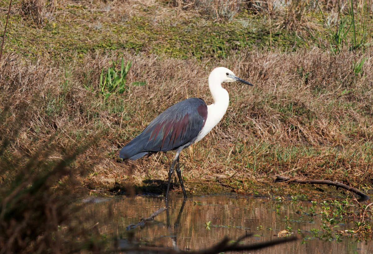 Pacific Heron - ML623742659