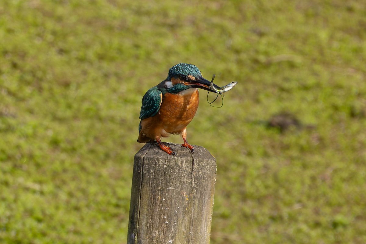 Common Kingfisher - ML623742662