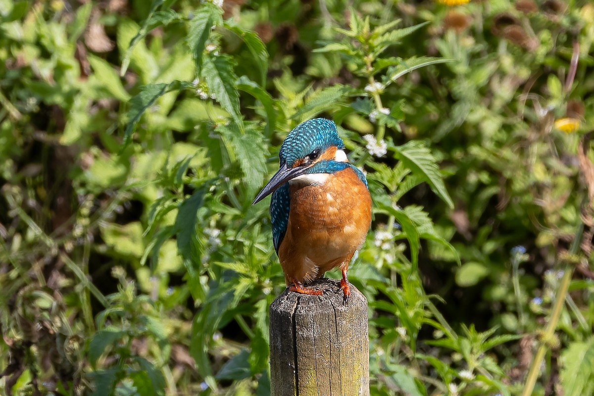 Common Kingfisher - ML623742663