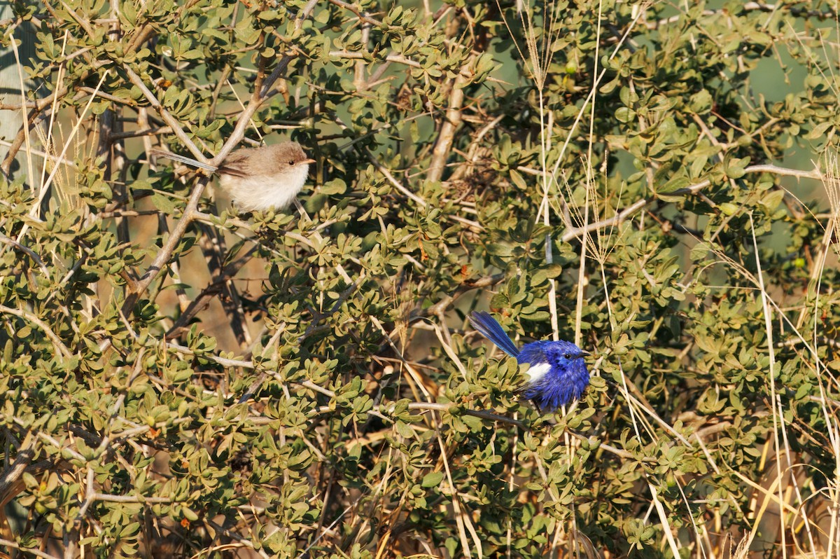 White-winged Fairywren - ML623742664