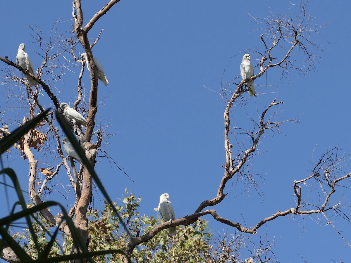 Cacatúa Sanguínea - ML623742666