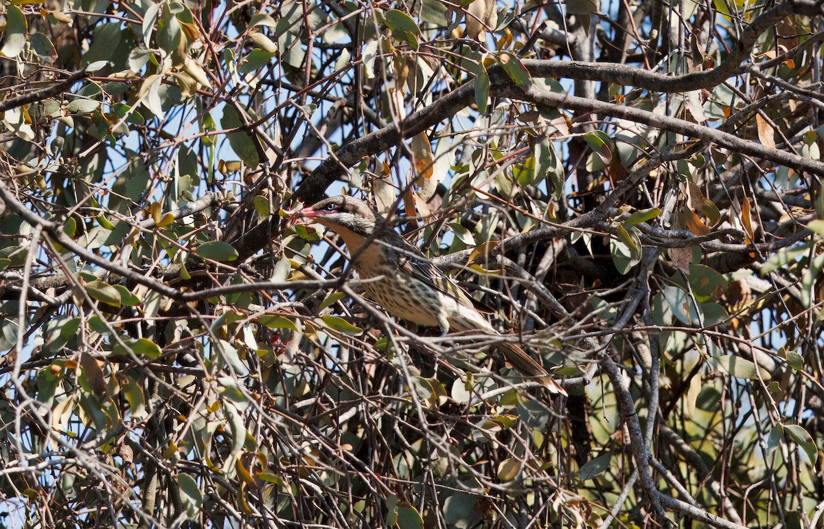 Spiny-cheeked Honeyeater - ML623742667