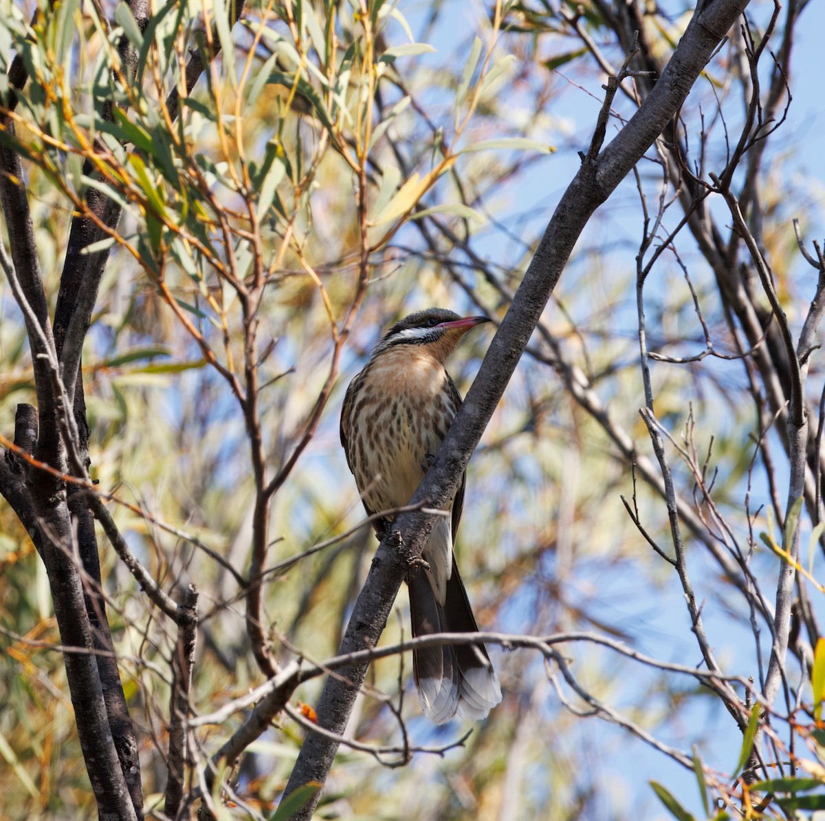 Spiny-cheeked Honeyeater - ML623742668