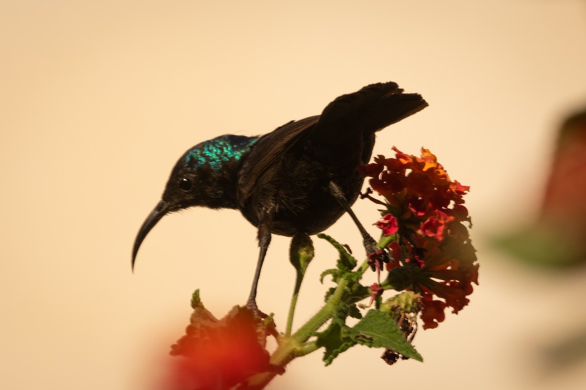 Palestine Sunbird - ML623742671