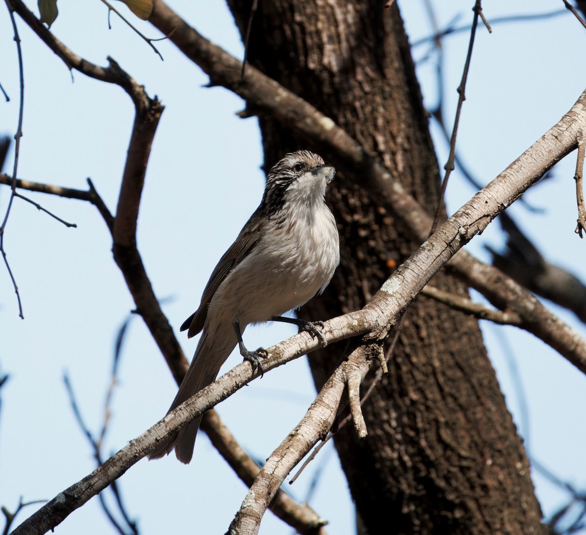 Striped Honeyeater - ML623742672