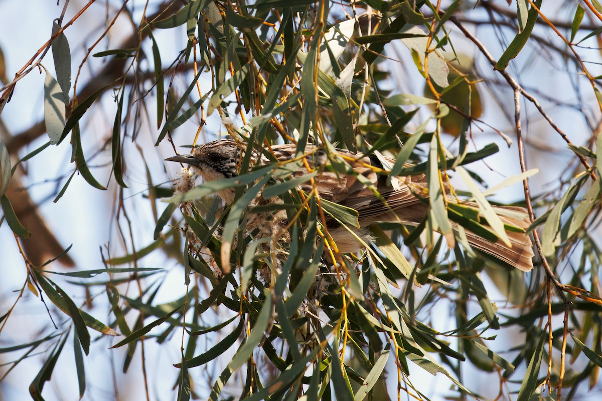 Striped Honeyeater - ML623742673