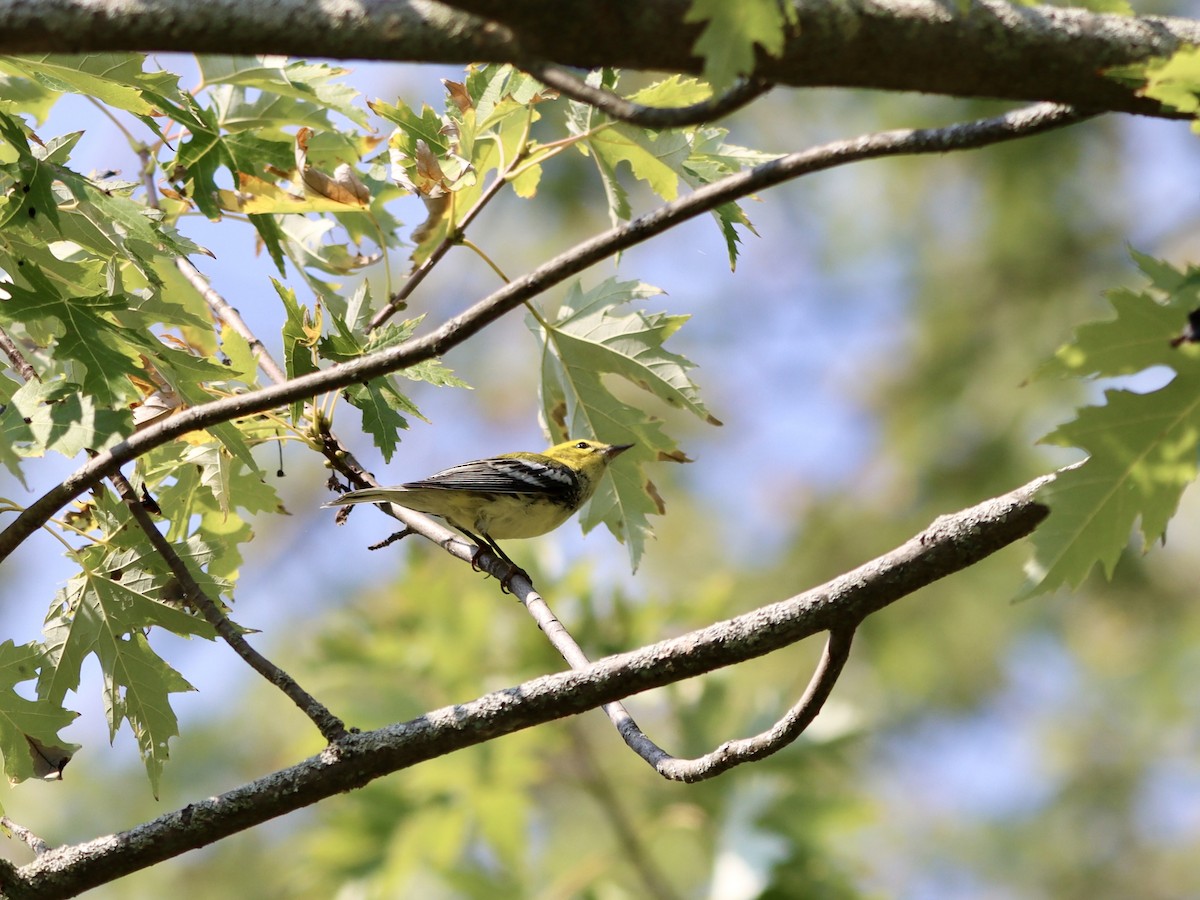 Black-throated Green Warbler - ML623742680