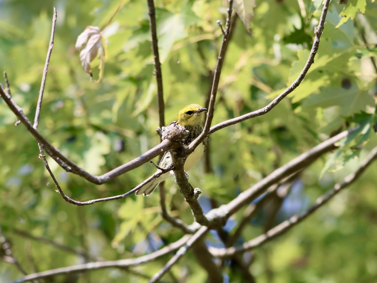 Black-throated Green Warbler - ML623742681