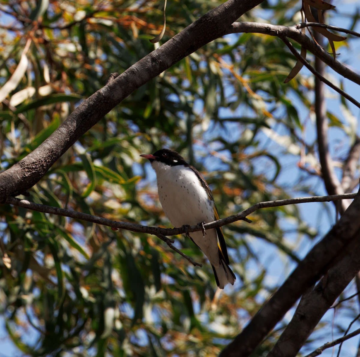 Painted Honeyeater - ML623742683