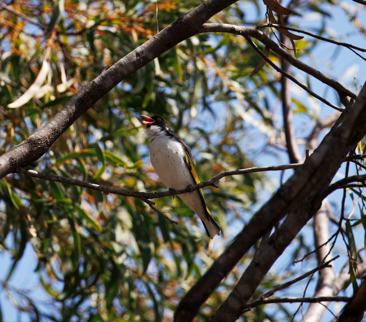 Painted Honeyeater - ML623742684