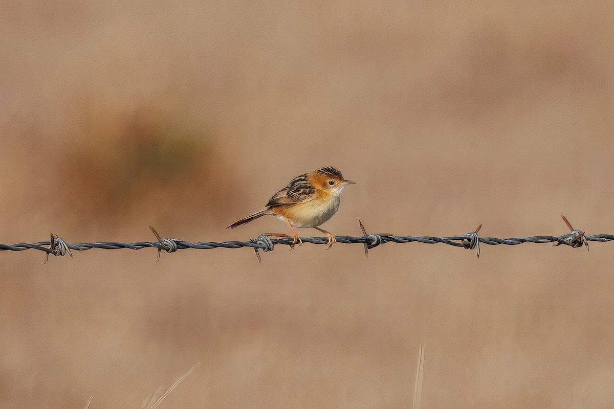 Golden-headed Cisticola - ML623742686