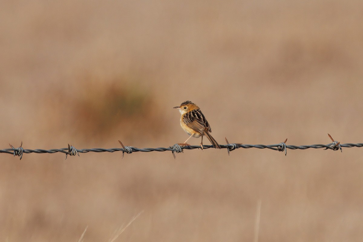 Golden-headed Cisticola - ML623742687