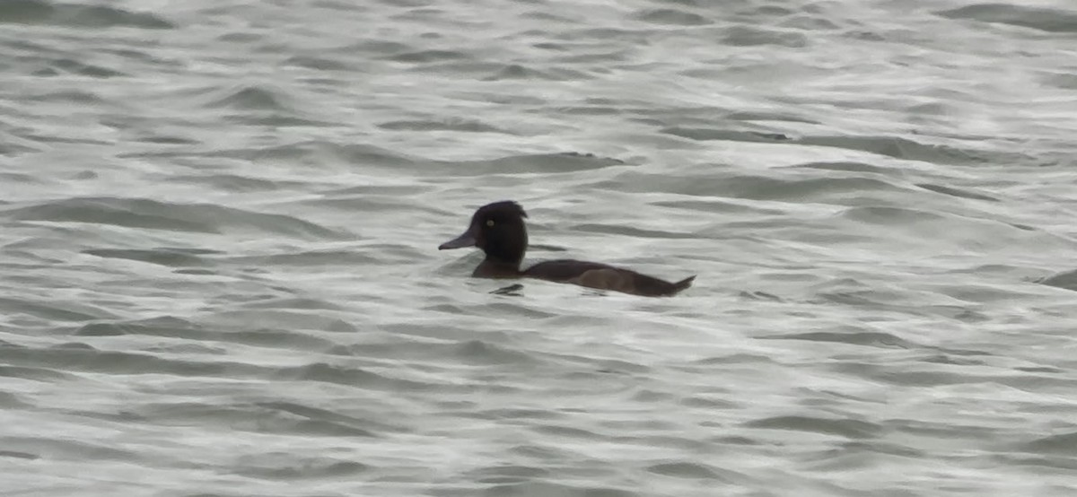 Tufted Duck - ML623742691