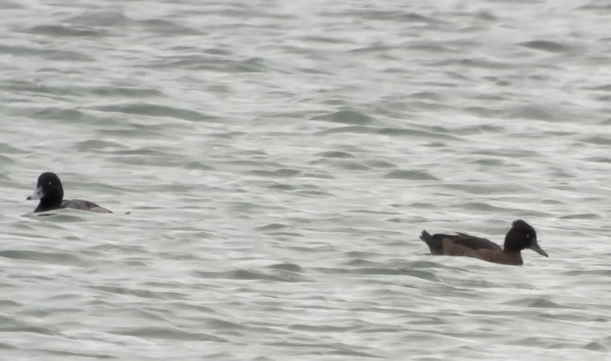 Tufted Duck - ML623742692