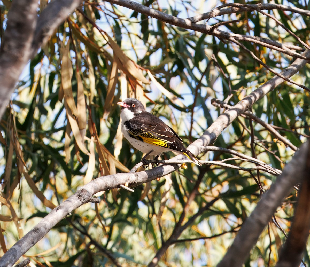 Painted Honeyeater - ML623742693