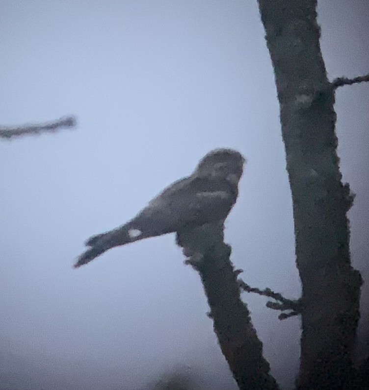 Eurasian Nightjar - ML623742738