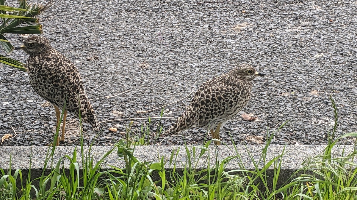 Spotted Thick-knee - ML623742762