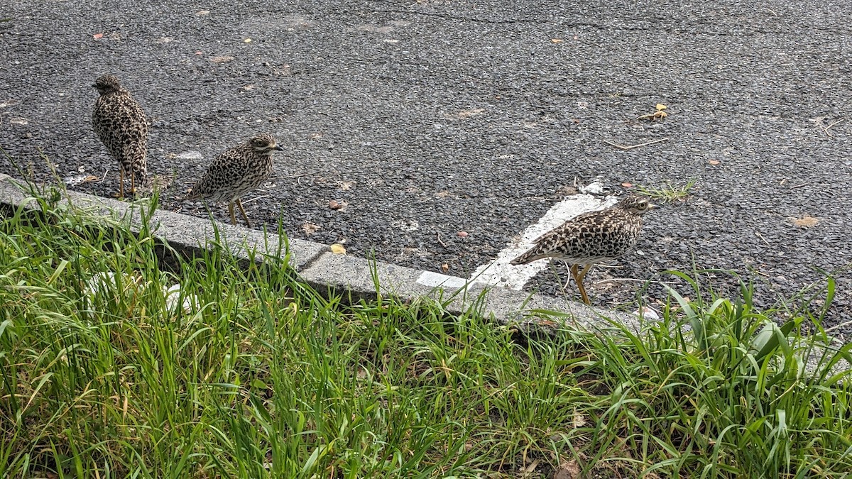 Spotted Thick-knee - ML623742763