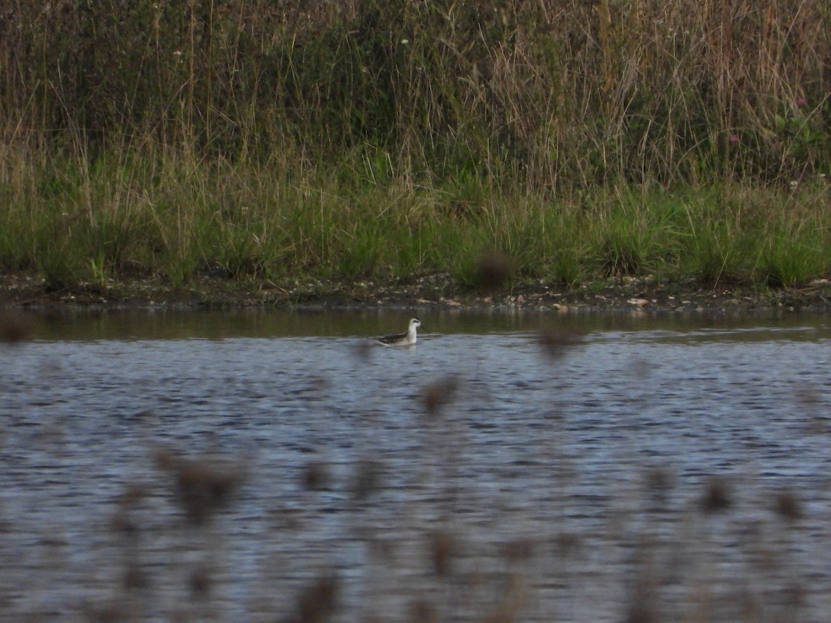 Red-necked Phalarope - ML623742766