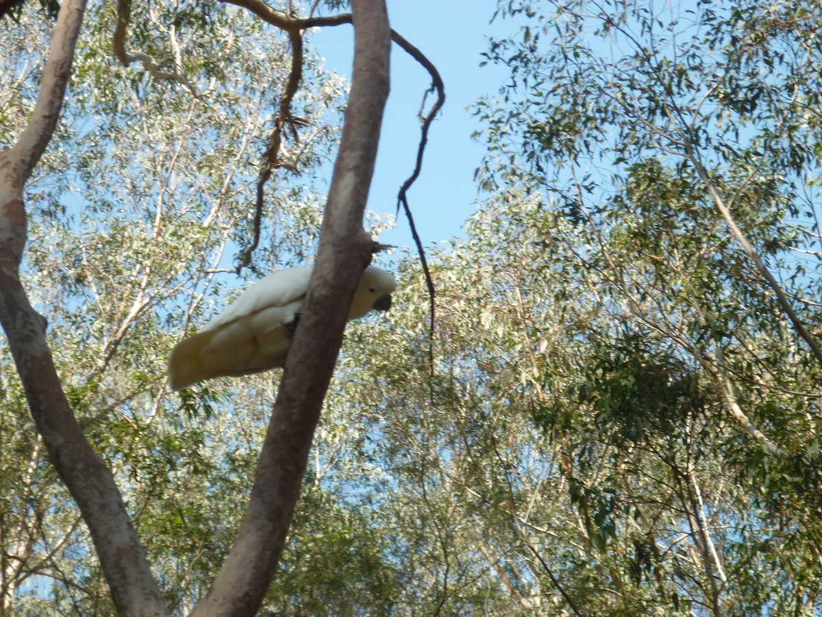 Sulphur-crested Cockatoo - ML623742767