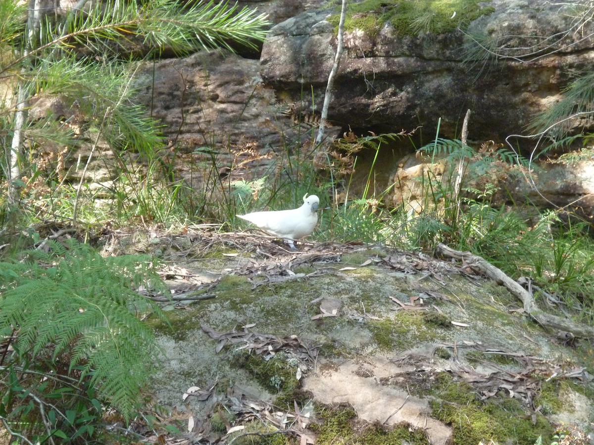 Sulphur-crested Cockatoo - ML623742768