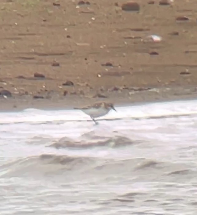 Little Stint - ML623742796