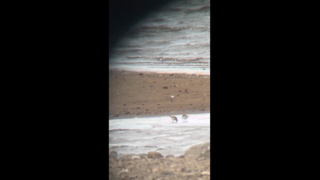 Little Stint - ML623742800