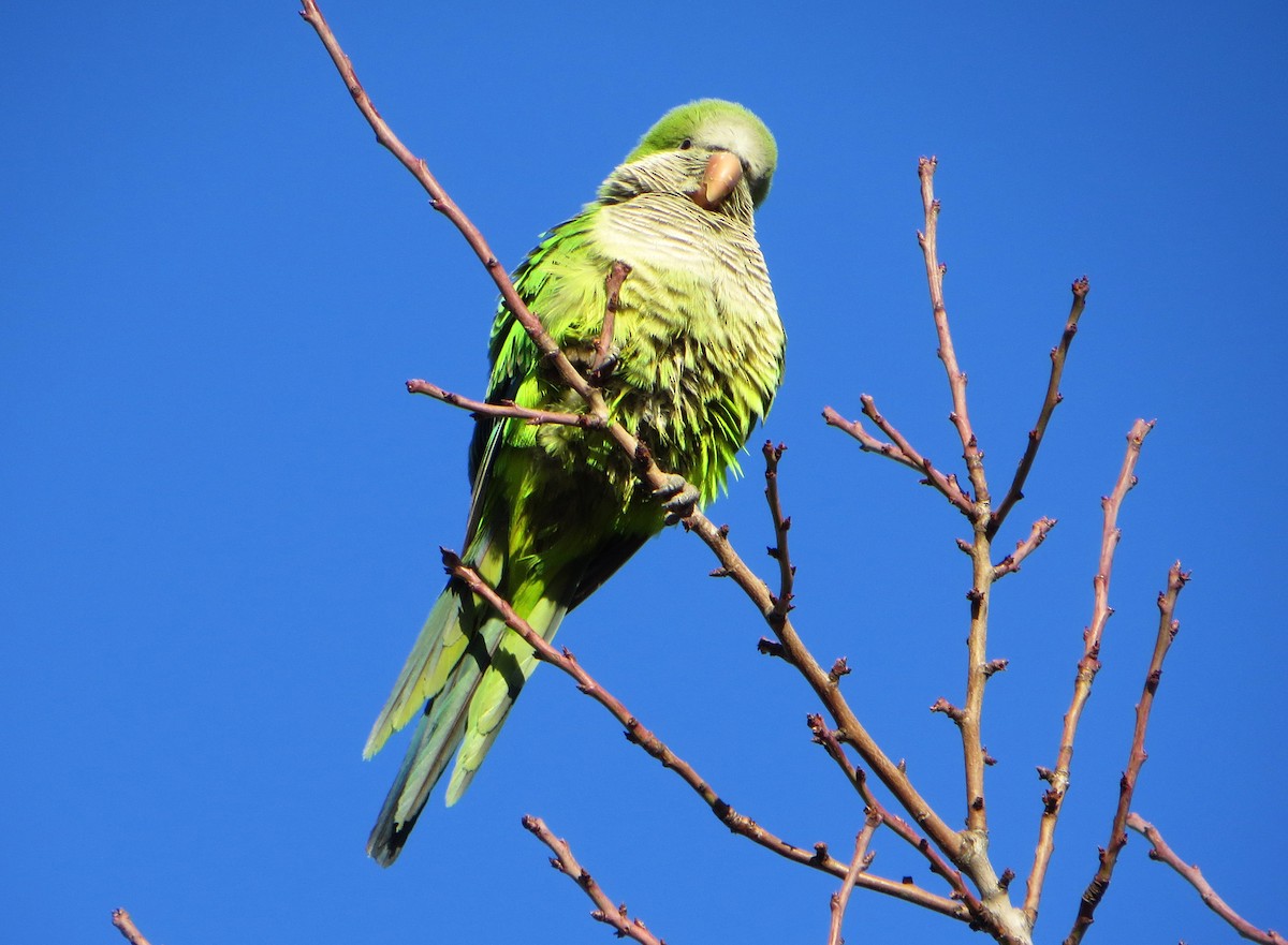 Monk Parakeet - Delfin Gonzalez