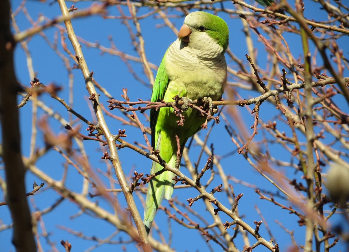 Monk Parakeet - Delfin Gonzalez