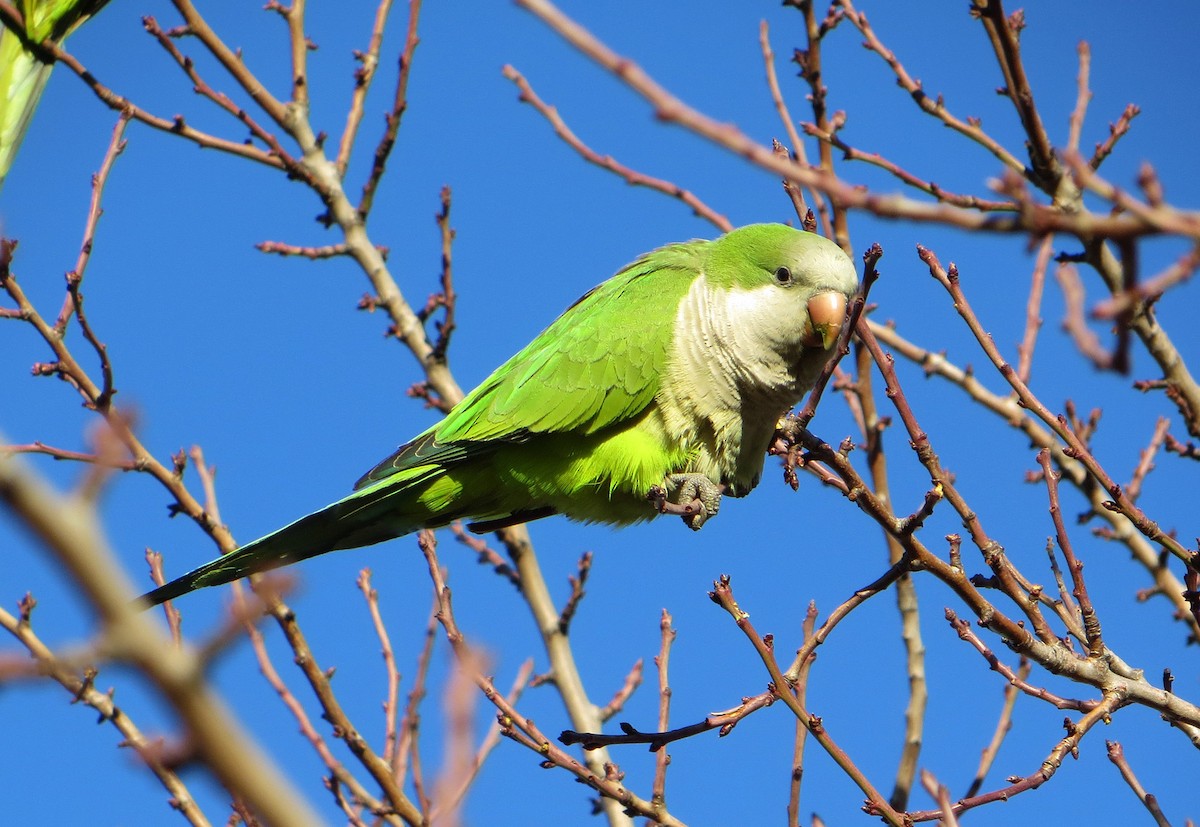 Monk Parakeet - ML623742824