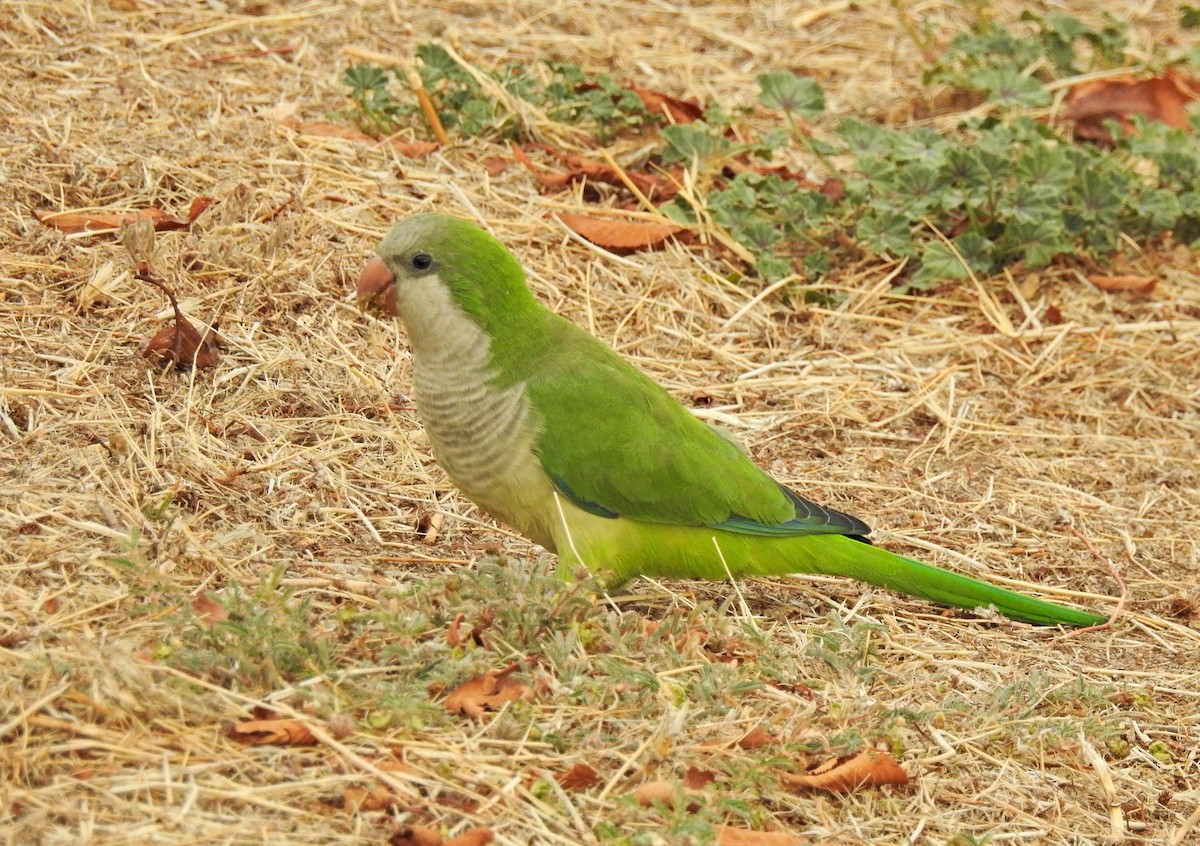 Monk Parakeet - ML623742828