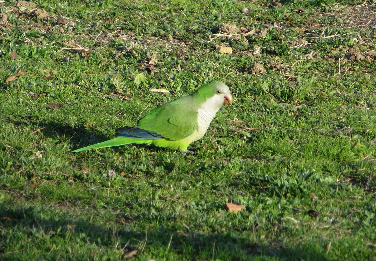 Monk Parakeet - ML623742840