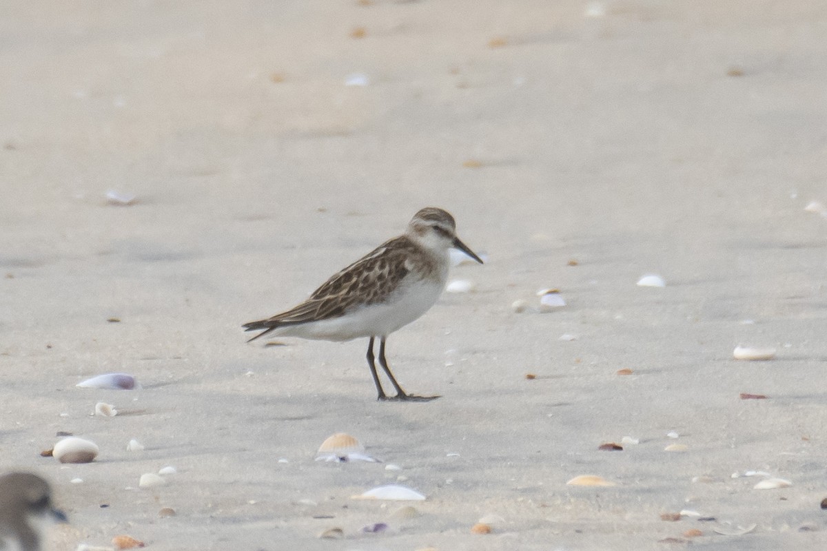 Little Stint - Nishad Eshaal