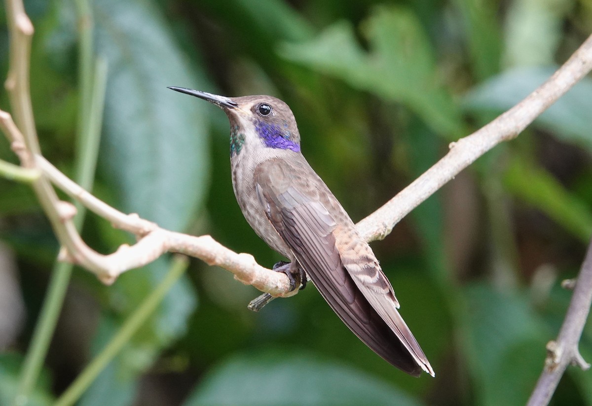 Brown Violetear - ML623742869