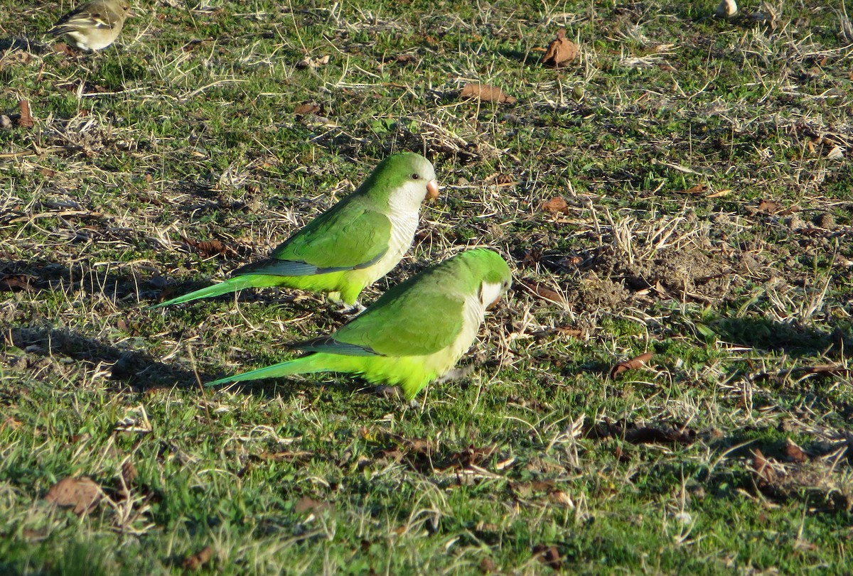 Monk Parakeet - ML623742880