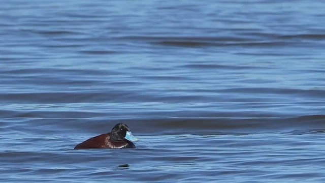 Blue-billed Duck - ML623742883