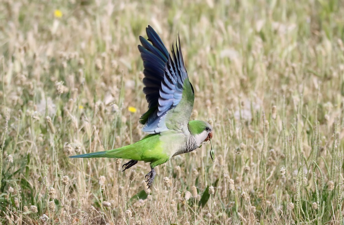 Monk Parakeet - ML623742900