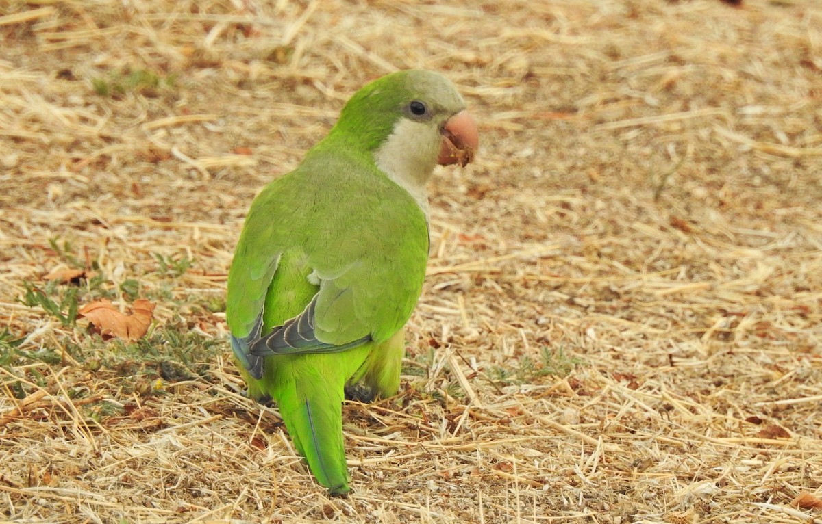 Monk Parakeet - ML623742901