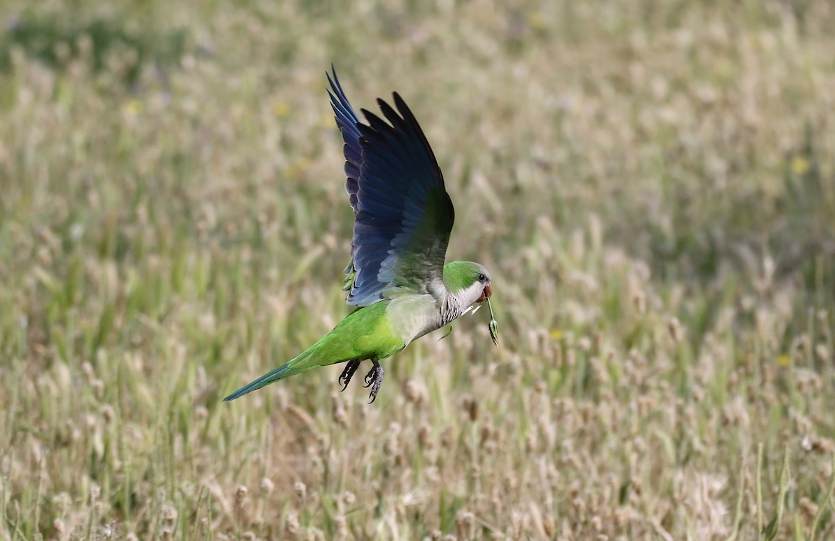 Monk Parakeet - ML623742902