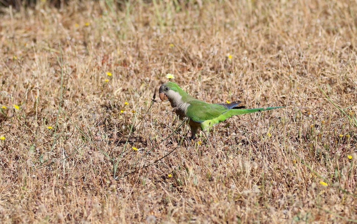 Monk Parakeet - ML623742903