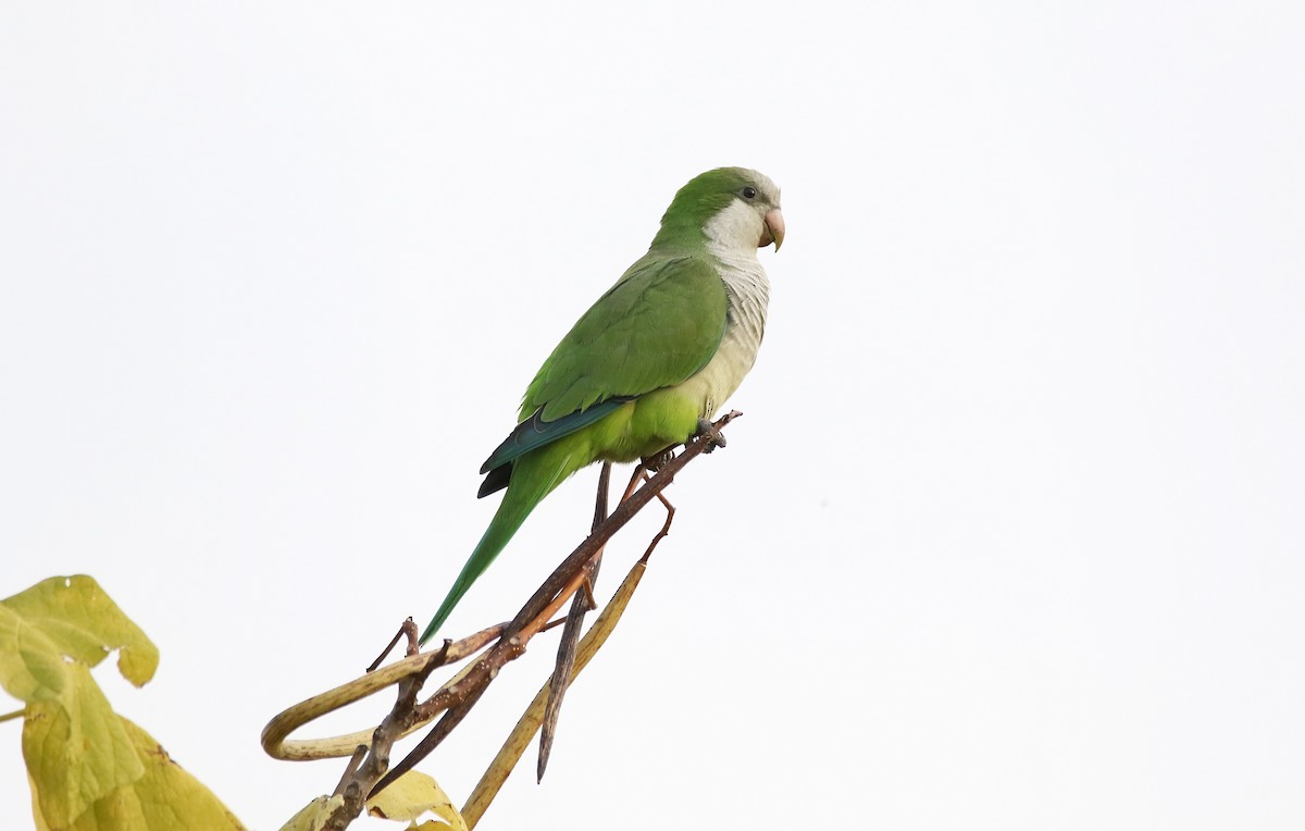 Monk Parakeet - Delfin Gonzalez