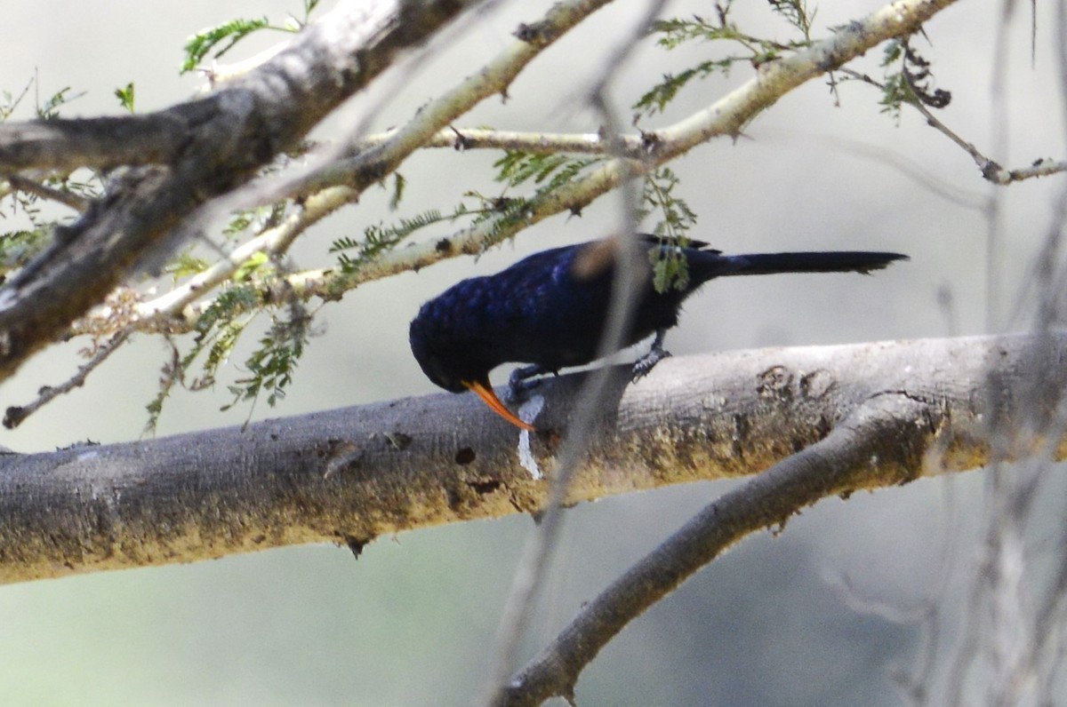 Abyssinian Scimitarbill - ML623742929