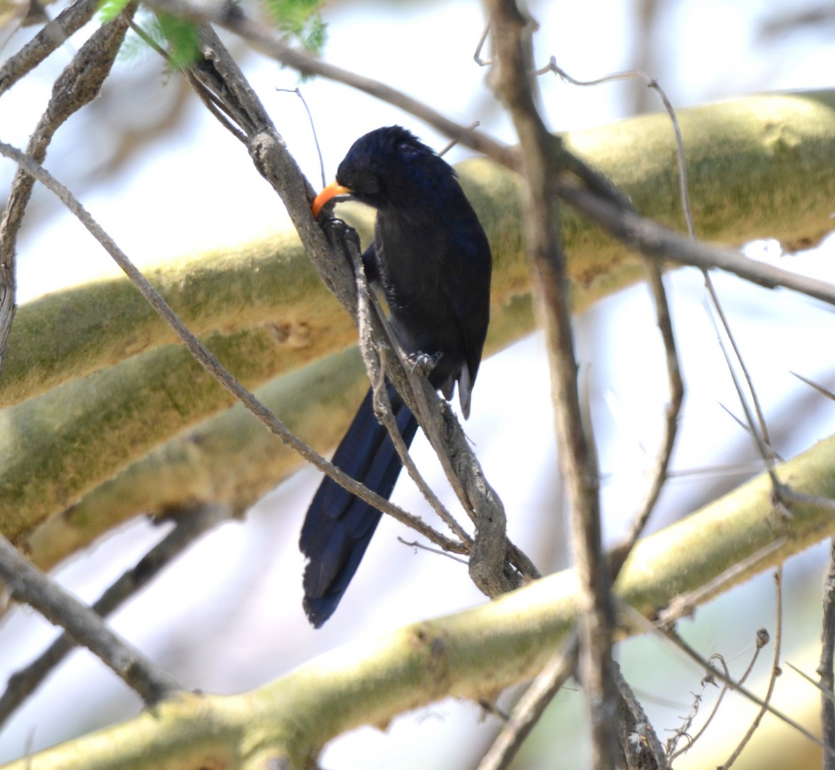 Abyssinian Scimitarbill - ML623742930