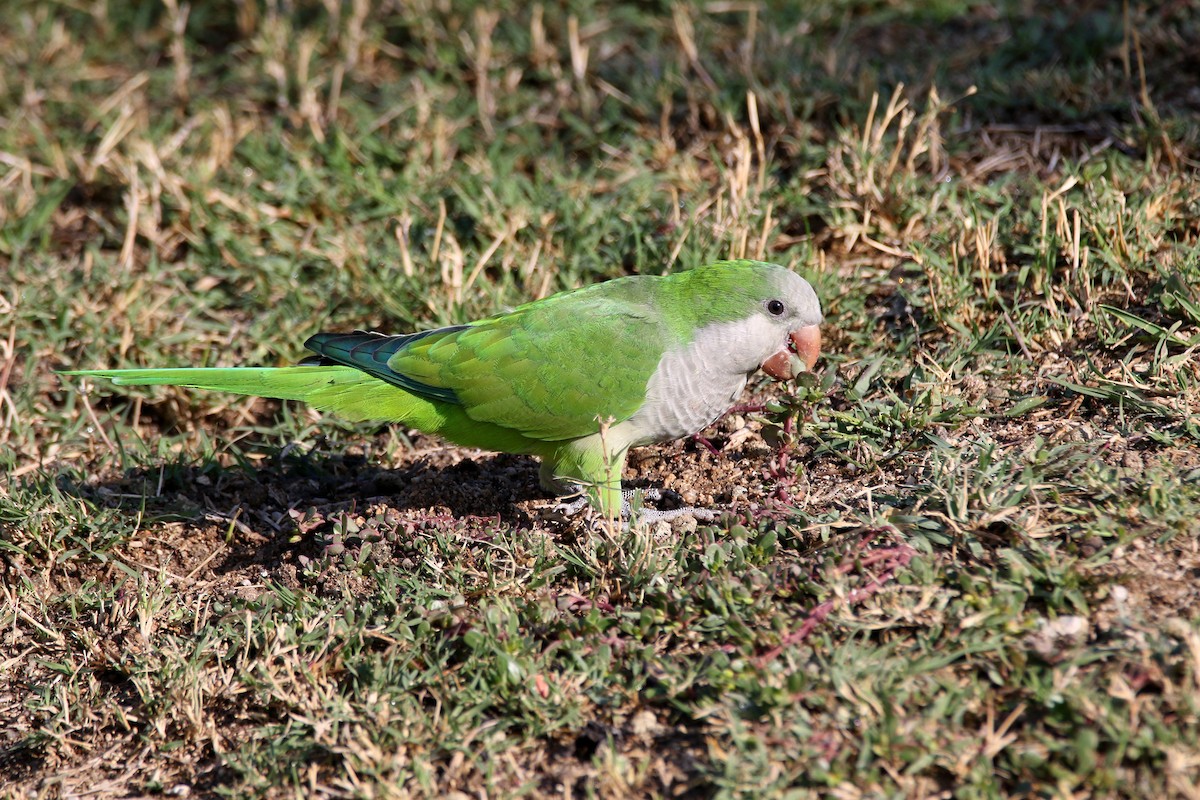 Monk Parakeet - ML623742940