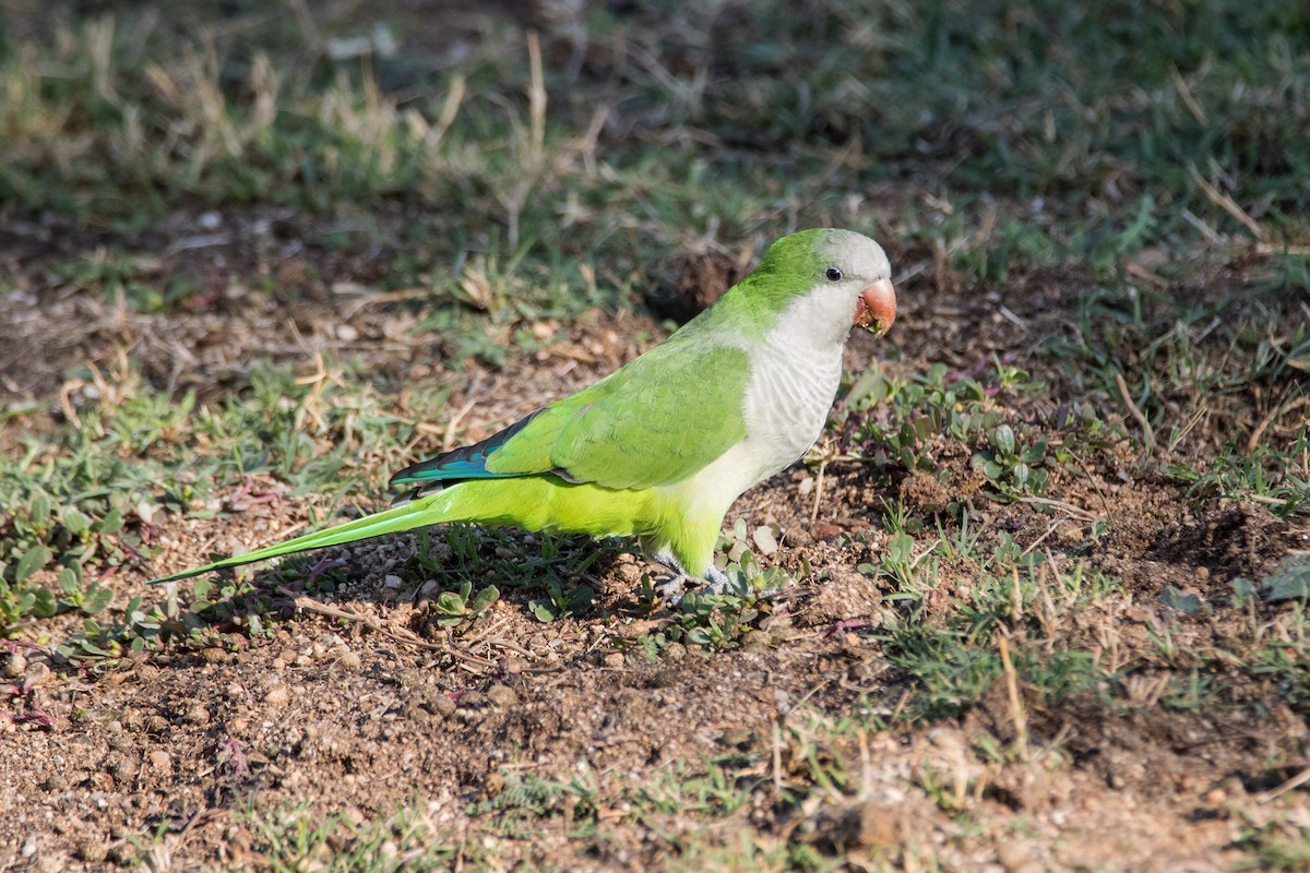 Monk Parakeet - ML623742941