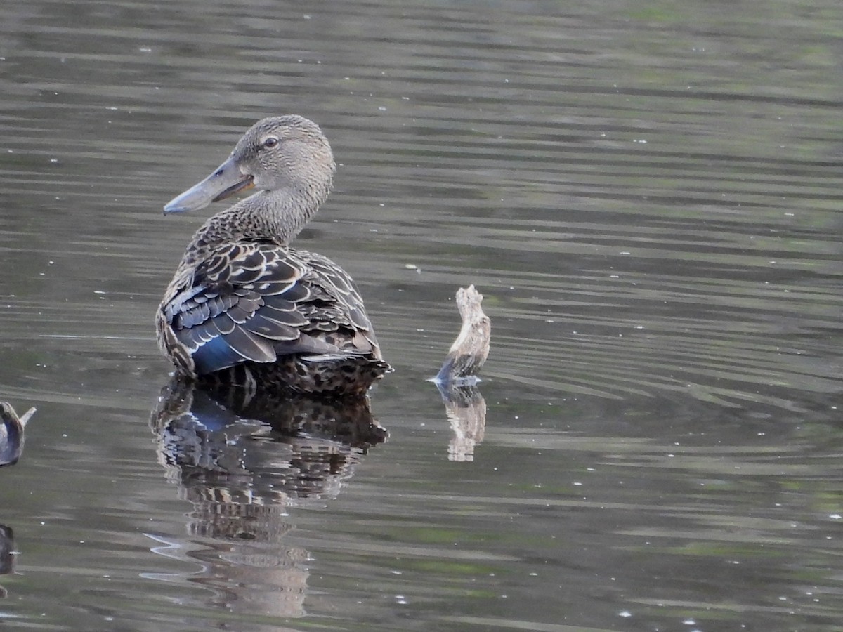 Australasian Shoveler - ML623742952