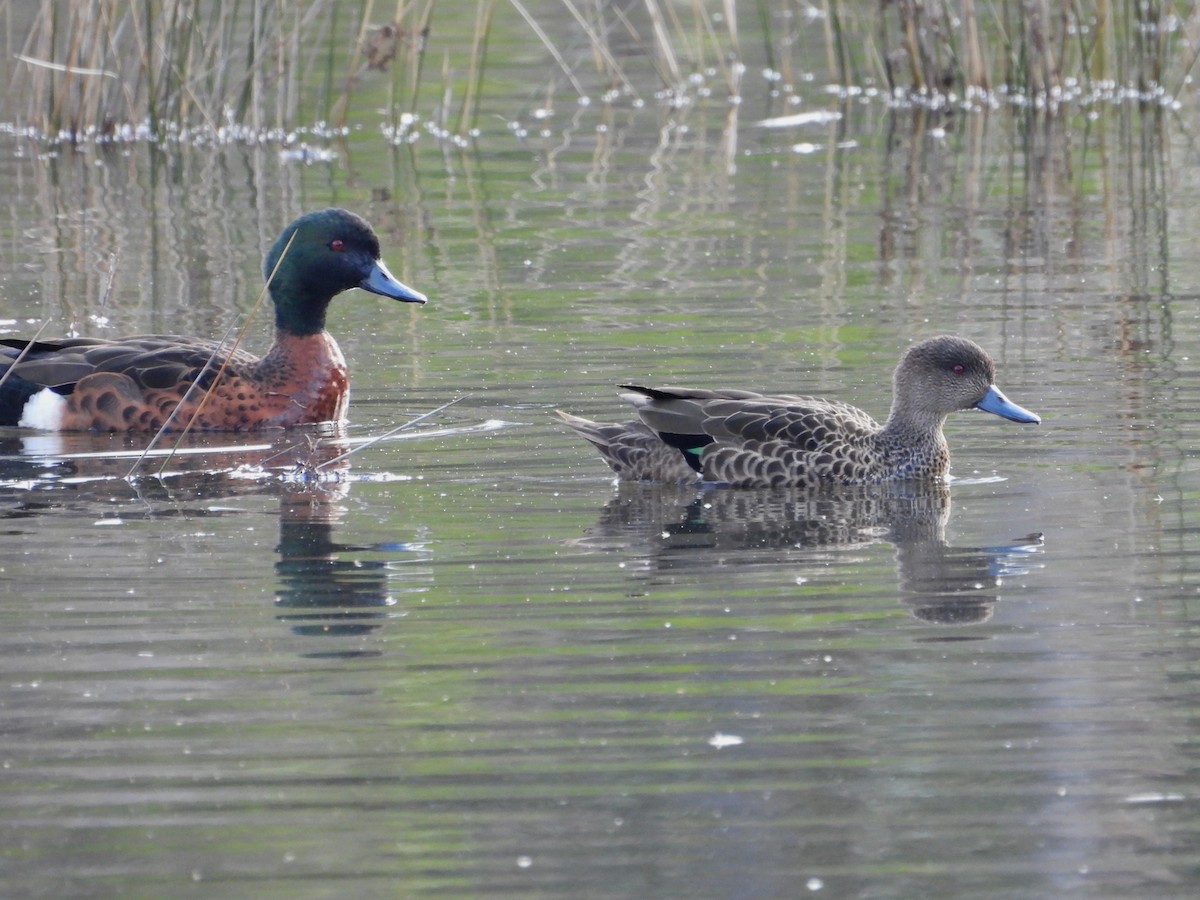 Chestnut Teal - ML623742956