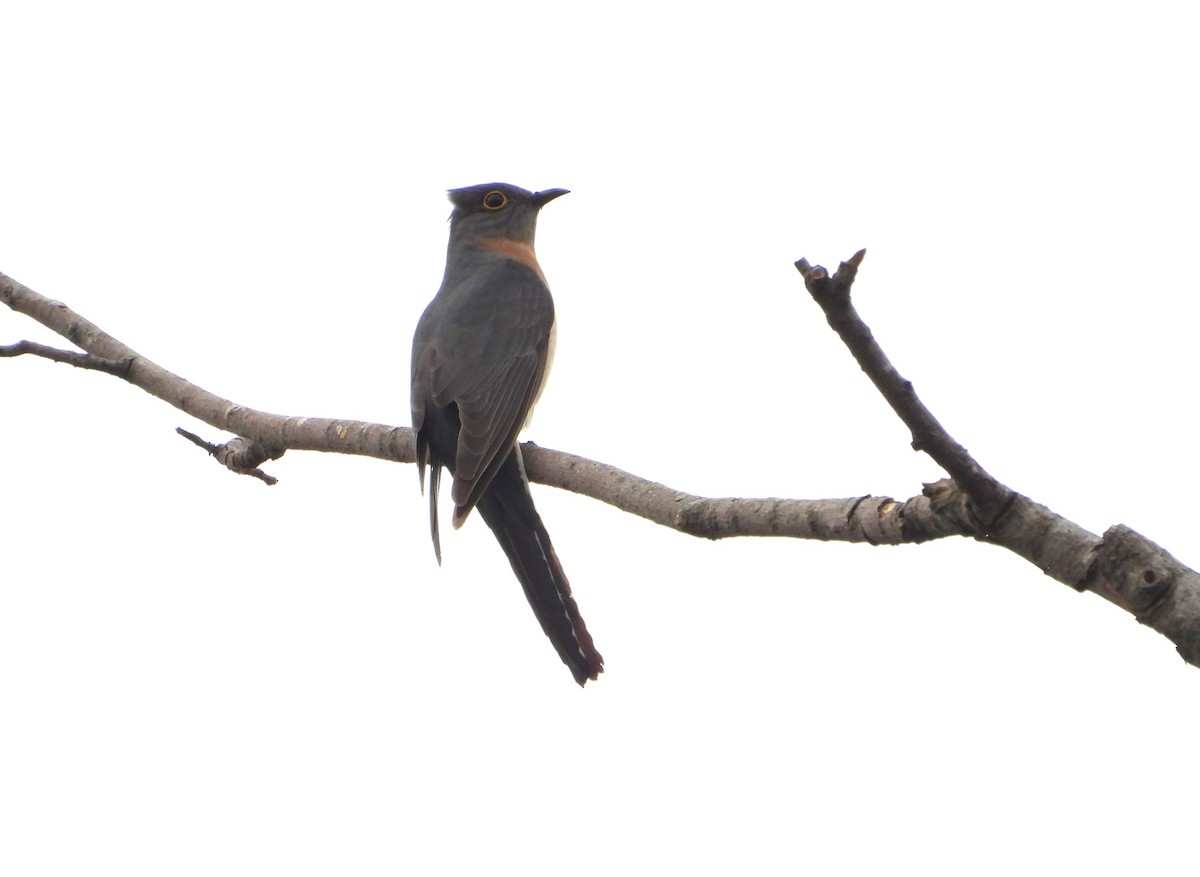 Fan-tailed Cuckoo - ML623742958