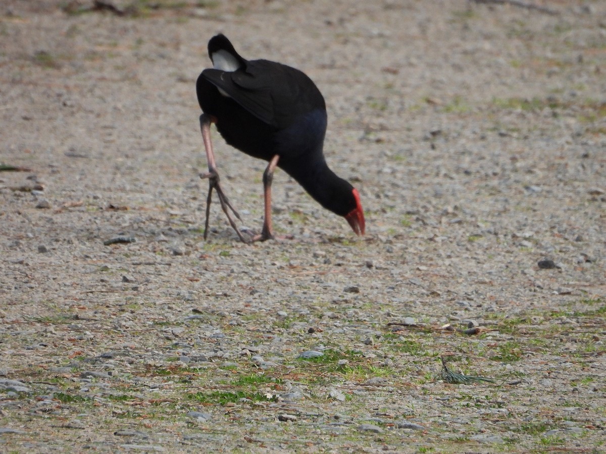 Australasian Swamphen - ML623742961