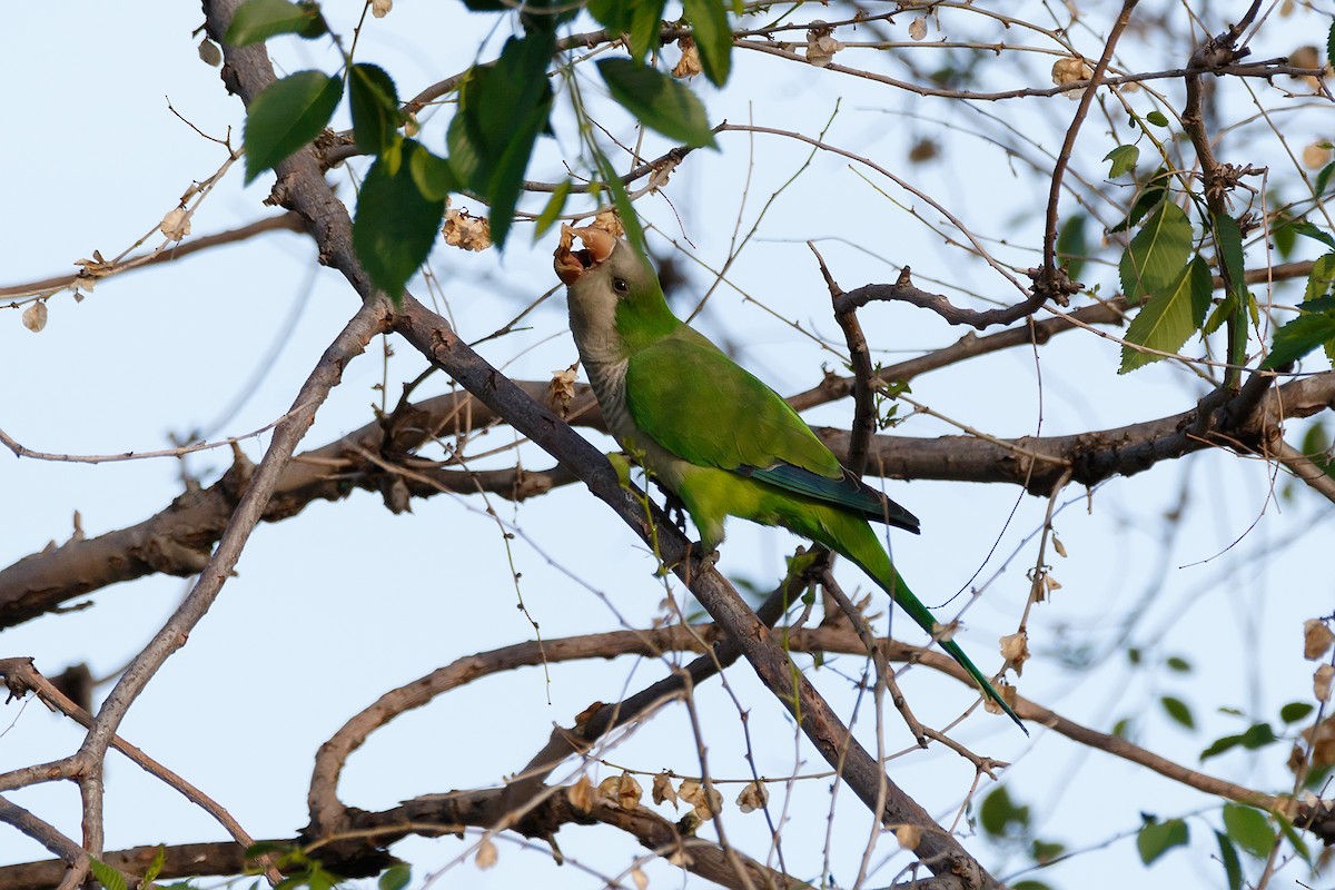 Monk Parakeet - ML623742966